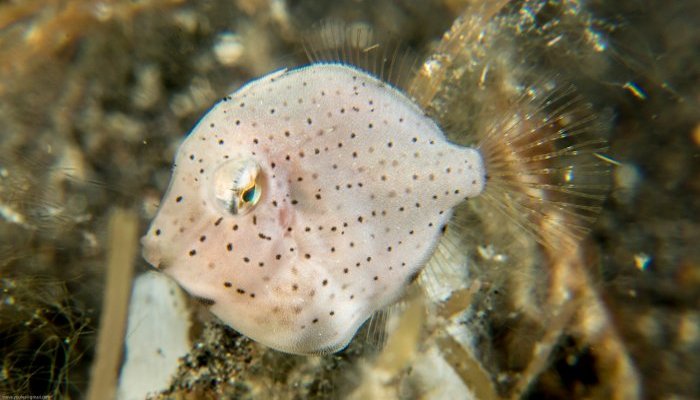 Juvenile Filefish